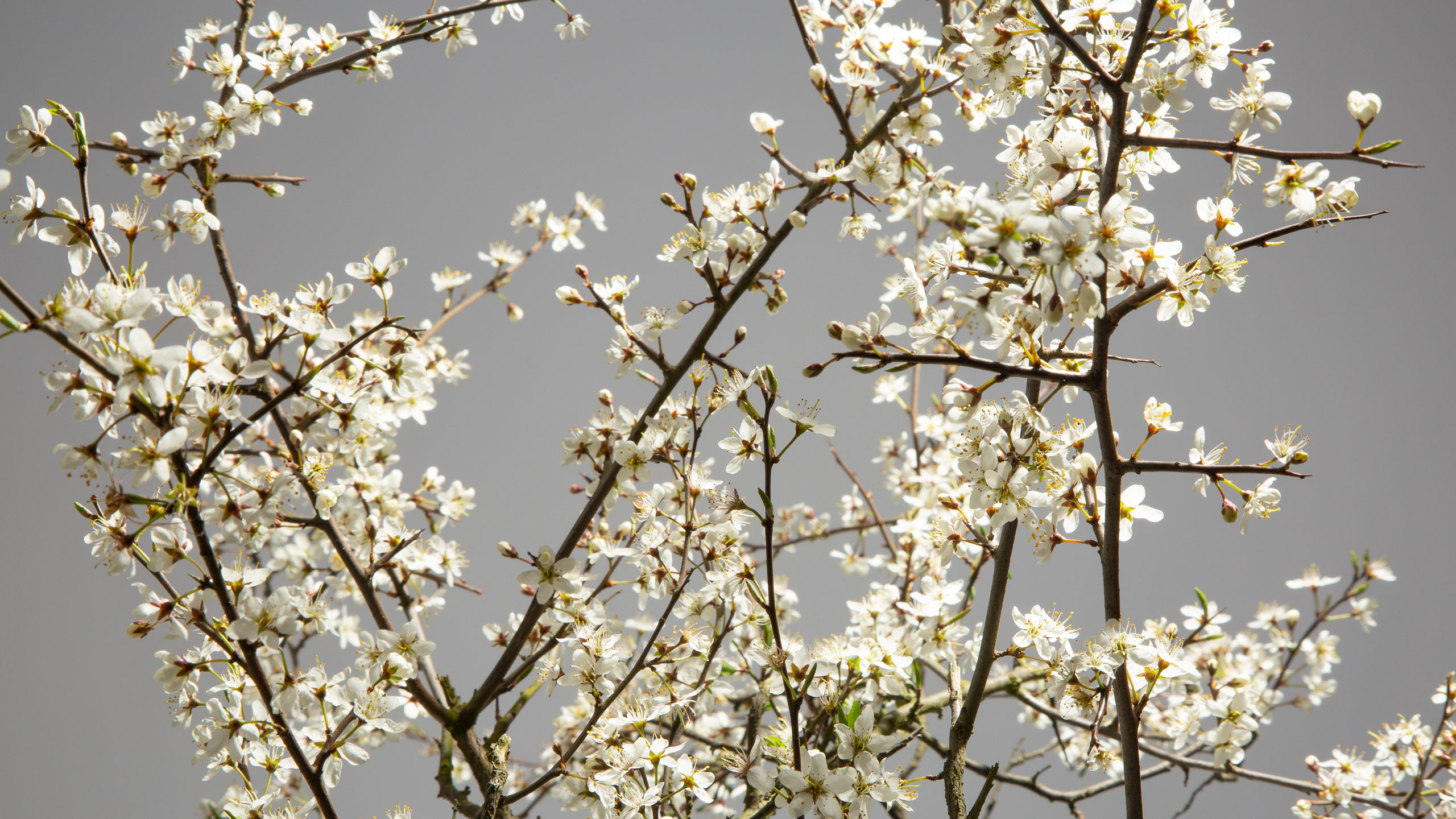 Art Direction Corporate Environmental Eco Friendly Packaging Design Marketing Promotional Campaign Branded Branding Luxury Retail E-Comms Reusable Mailing Shipping Biodegradable Responsible Sustainable Yorkshire Leeds Branding Agency DESIGN PROJECT